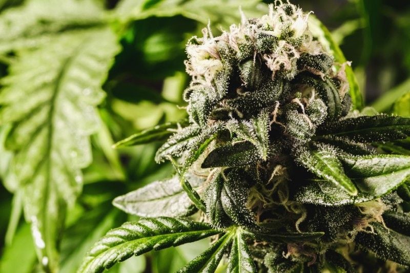 Effects of cannabis smell Effects of cannabis smell